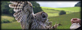 Huntly Falconry Centre